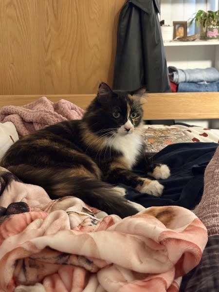 Jet, an adoptable Maine Coon in La Jolla, CA