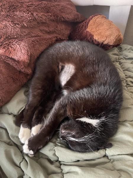 Maxine, an adoptable Domestic Short Hair in La Jolla, CA