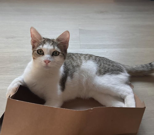 picture of the cat needing adoption