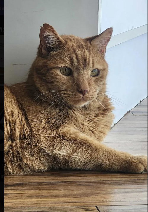Tigger, Senior Domestic Short Hair / Mixed, cat for adoption in Santee, California
