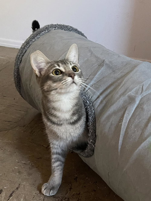 Silvara, an adoptable Abyssinian in La Jolla, CA