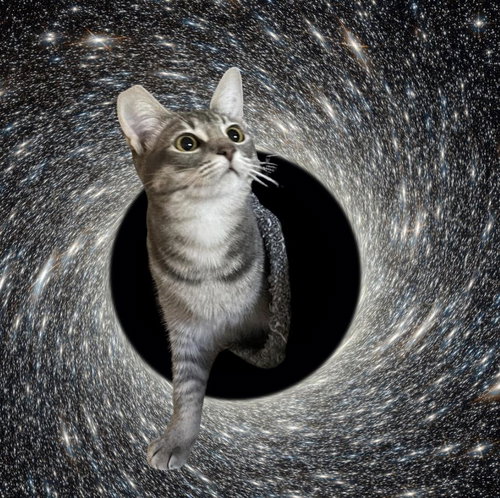 Silvara, an adoptable Abyssinian in La Jolla, CA