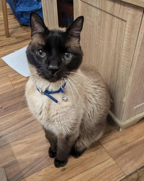 Beeker, Senior Siamese / Mixed, cat for adoption in Santee, California