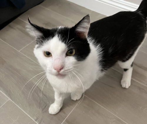 TWINKIE - Domestic Short Hair available for adoption