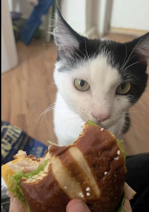 Twinkie, Young Domestic Short Hair / Mixed, cat for adoption in Santee, California