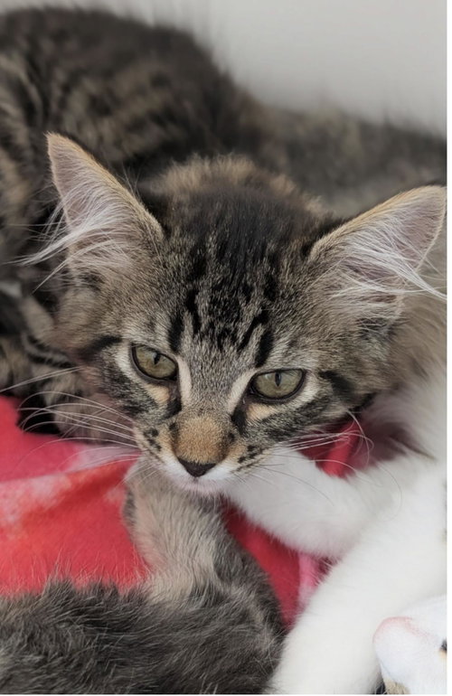 DR. KING - Domestic Medium Hair available for adoption