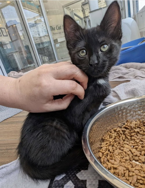 Pashmina, an adoptable Domestic Short Hair in La Jolla, CA
