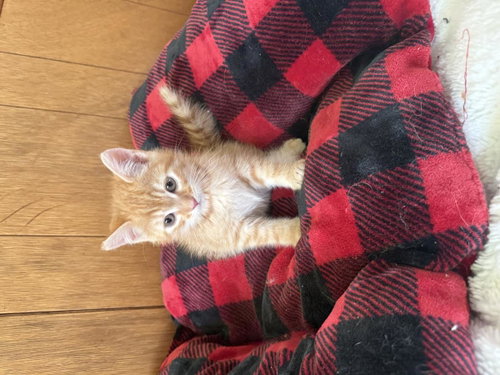Mandarin, an adoptable Domestic Short Hair in La Jolla, CA