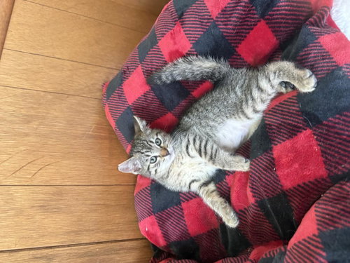 Rosie, an adoptable Domestic Short Hair in La Jolla, CA