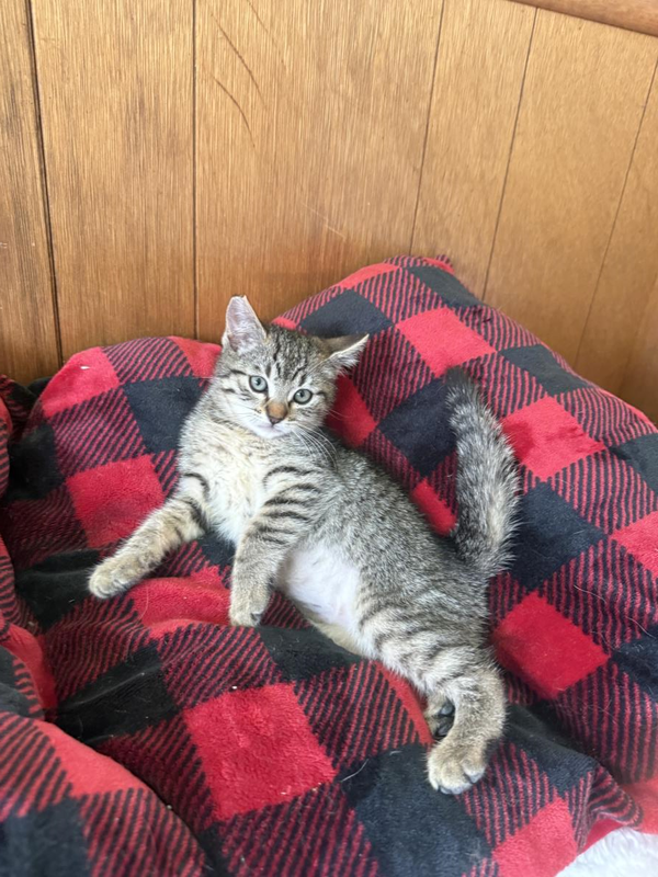 Rosie
