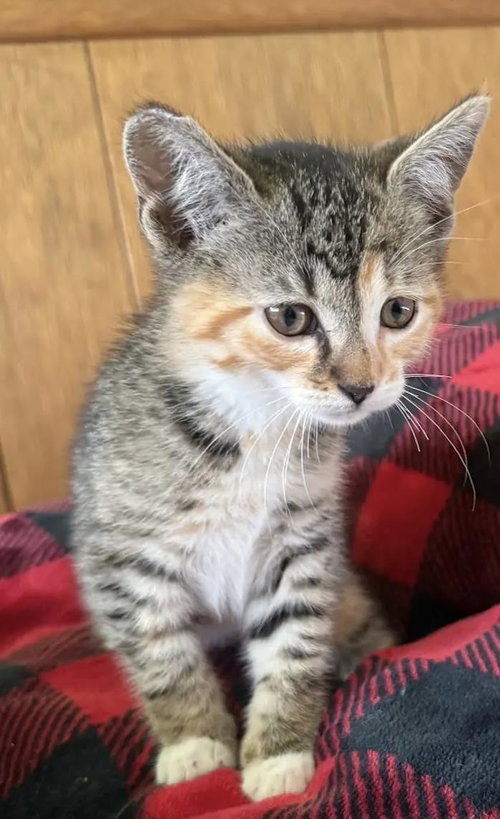 Sunflower, an adoptable Domestic Short Hair in La Jolla, CA