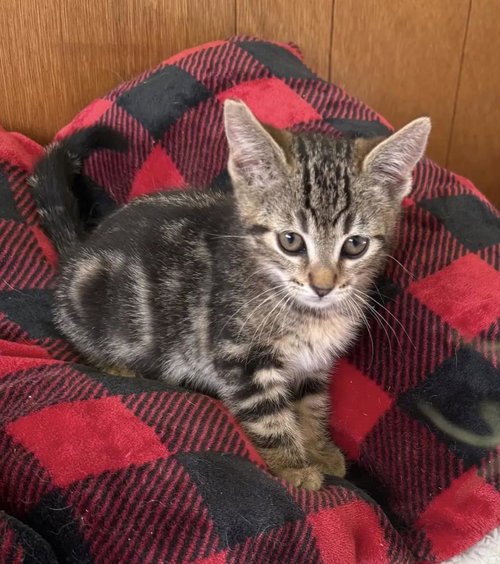 Tulip, an adoptable Domestic Short Hair in La Jolla, CA