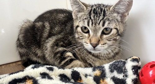 Tulip, Baby Domestic Short Hair / Mixed, cat for adoption in Carlsbad, California