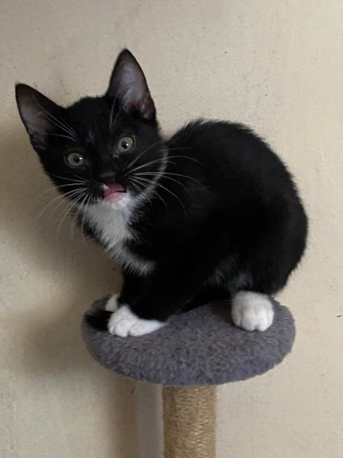 Frito, an adoptable Domestic Short Hair in La Jolla, CA