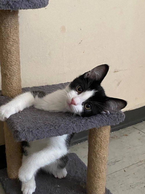 Tibbs, an adoptable Domestic Short Hair in La Jolla, CA
