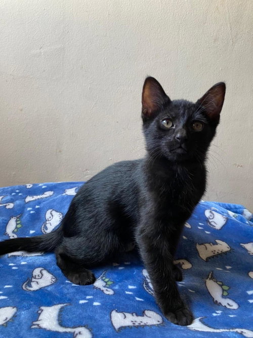 Morpheus, an adoptable Domestic Short Hair in La Jolla, CA