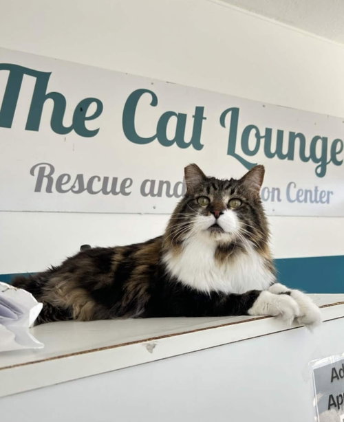 Panda, an adoptable Domestic Long Hair in La Jolla, CA