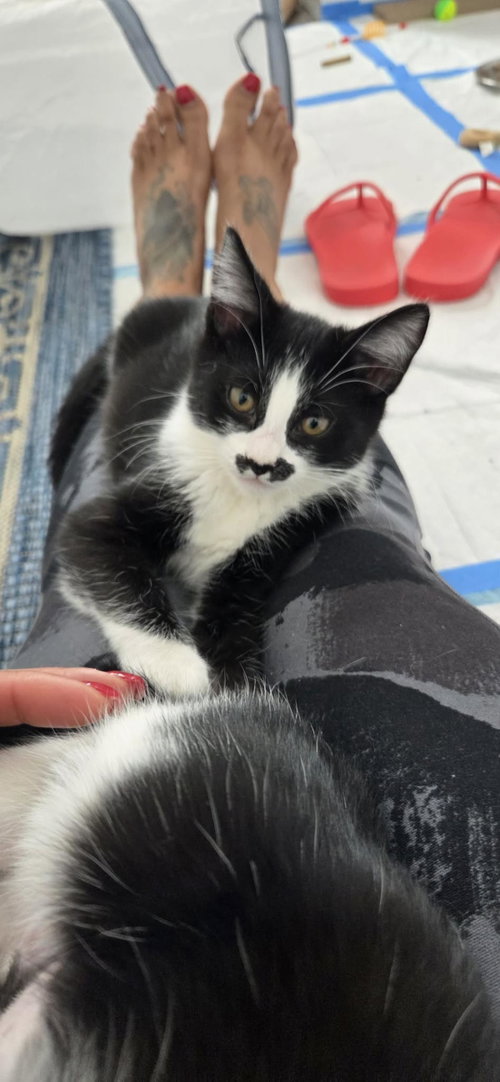 Stache, Baby Domestic Short Hair / Mixed, cat for adoption in Santee, California