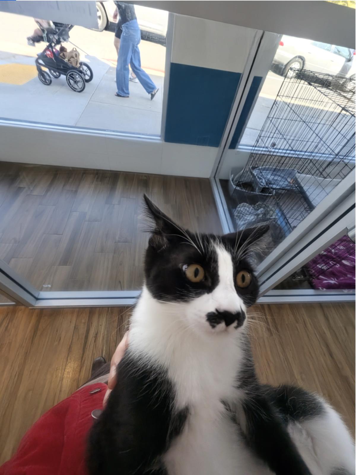 Stache