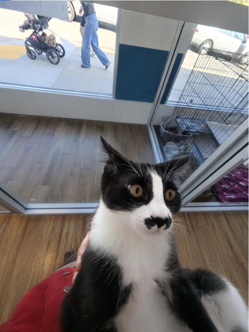 Stache, Baby Domestic Short Hair / Mixed, cat for adoption in Carlsbad, California