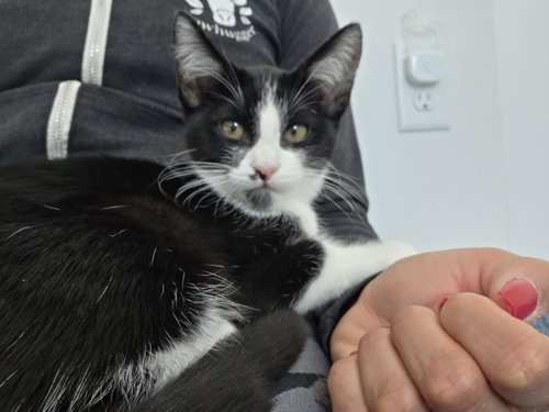 Trouble, Baby Domestic Short Hair / Mixed, cat for adoption in Santee, California