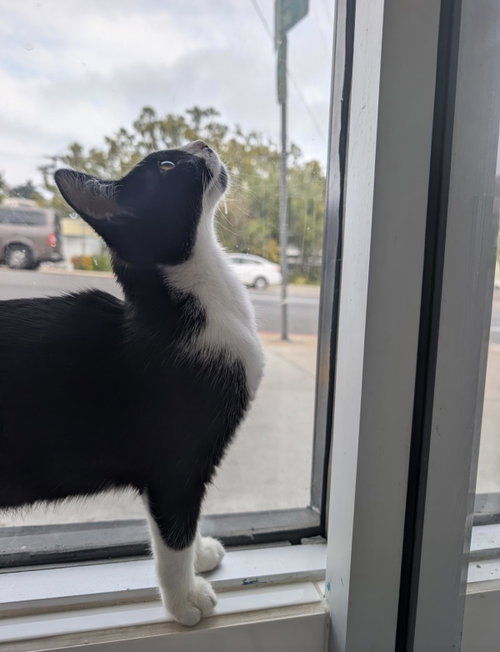 Trouble, Baby Domestic Short Hair / Mixed, cat for adoption in Carlsbad, California