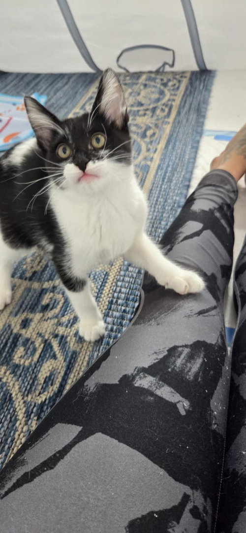 Riddler, Baby Domestic Short Hair / Mixed, cat for adoption in Santee, California