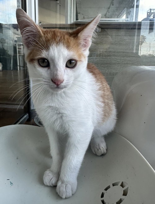 Poker, Baby Domestic Medium Hair / Mixed, cat for adoption in La Jolla, California