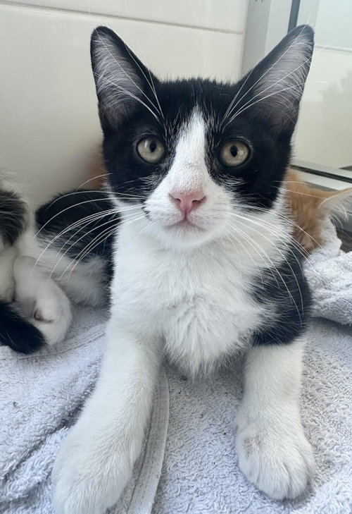 Baccarat, Baby Domestic Short Hair / Mixed, cat for adoption in La Jolla, California