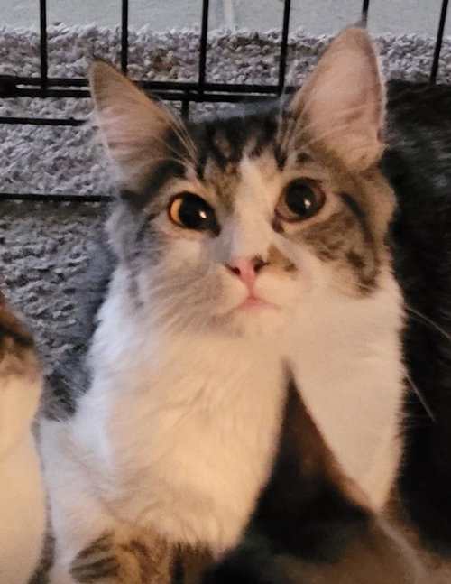 Carl, Young Domestic Medium Hair / Mixed, cat for adoption in La Jolla, California