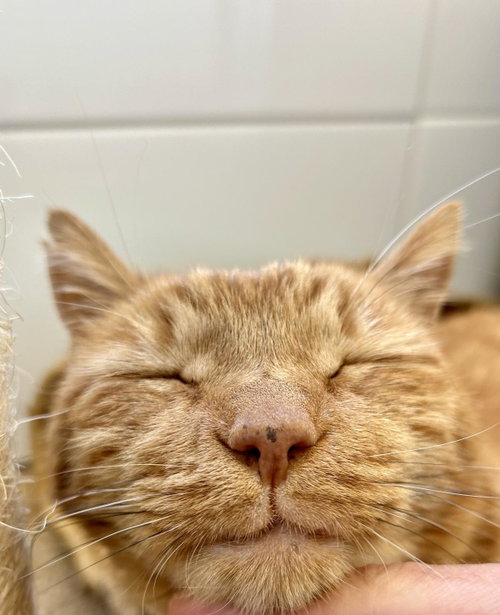 Tigger