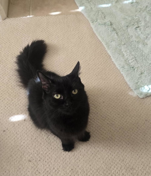 Cleo