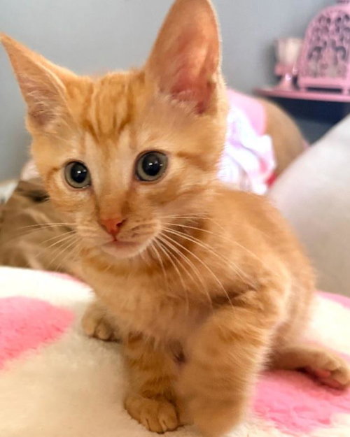 Tangerine