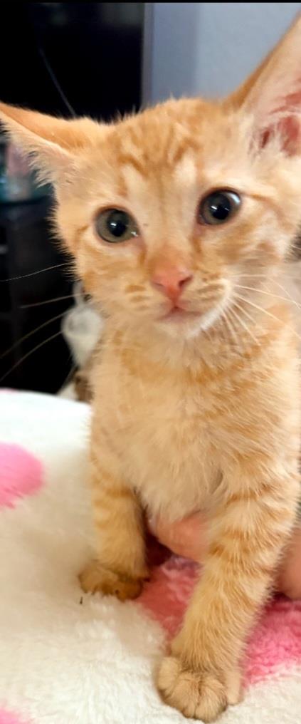Clementine