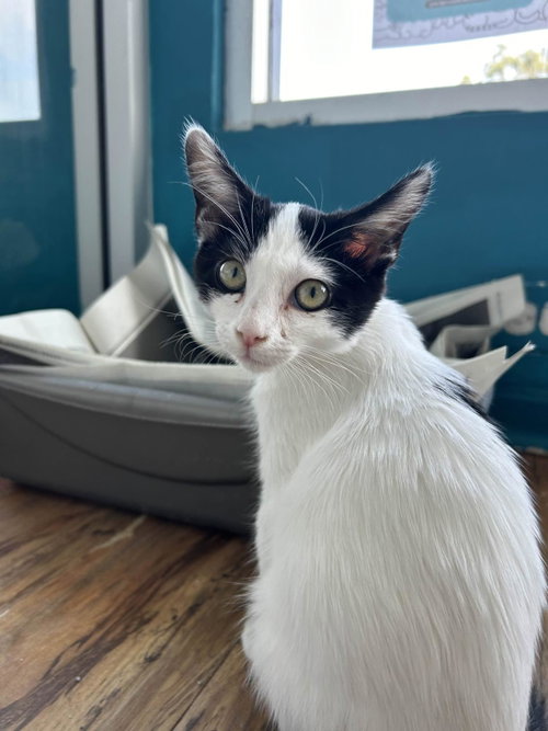 Pearl Krabs, Baby Domestic Short Hair / Mixed, cat for adoption in Encinitas, California
