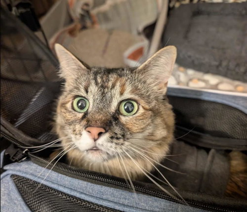 Pickles (Fka Ashley), an adoptable Maine Coon in La Jolla, CA