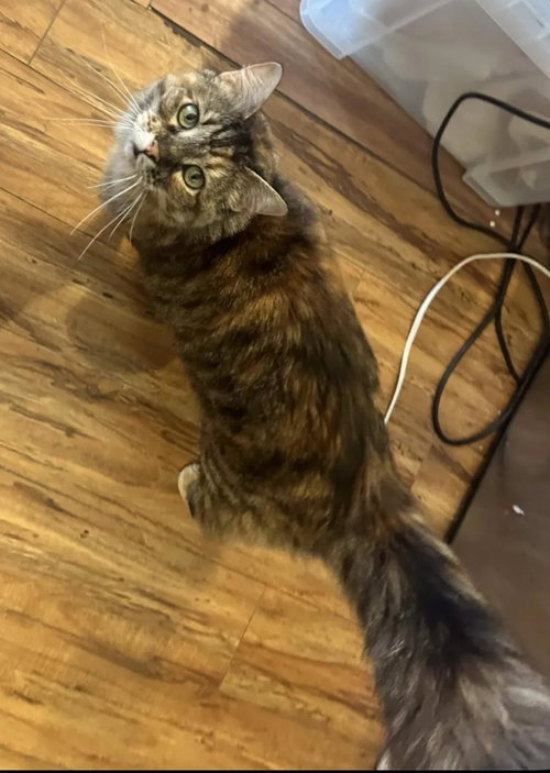 Pickles photo 2
