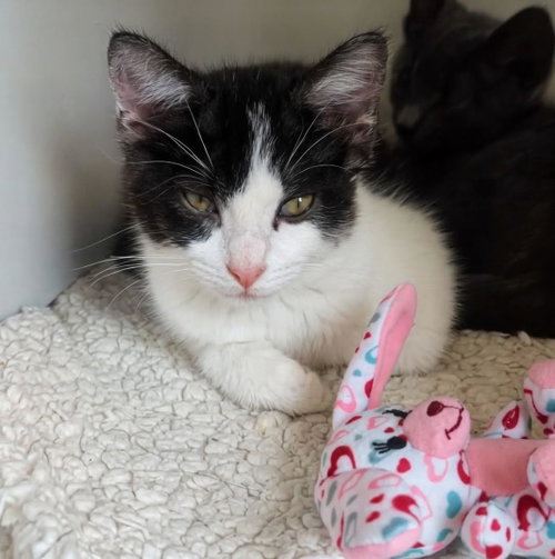 Jolene, an adoptable Domestic Short Hair in La Jolla, CA