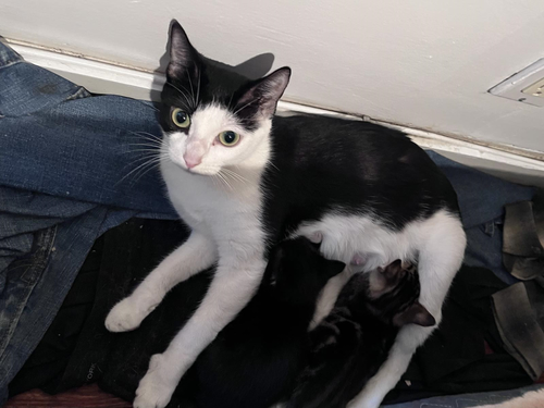 NOVA - Domestic Short Hair available for adoption