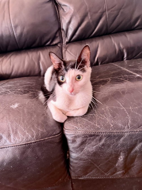 NOVA - Domestic Short Hair available for adoption