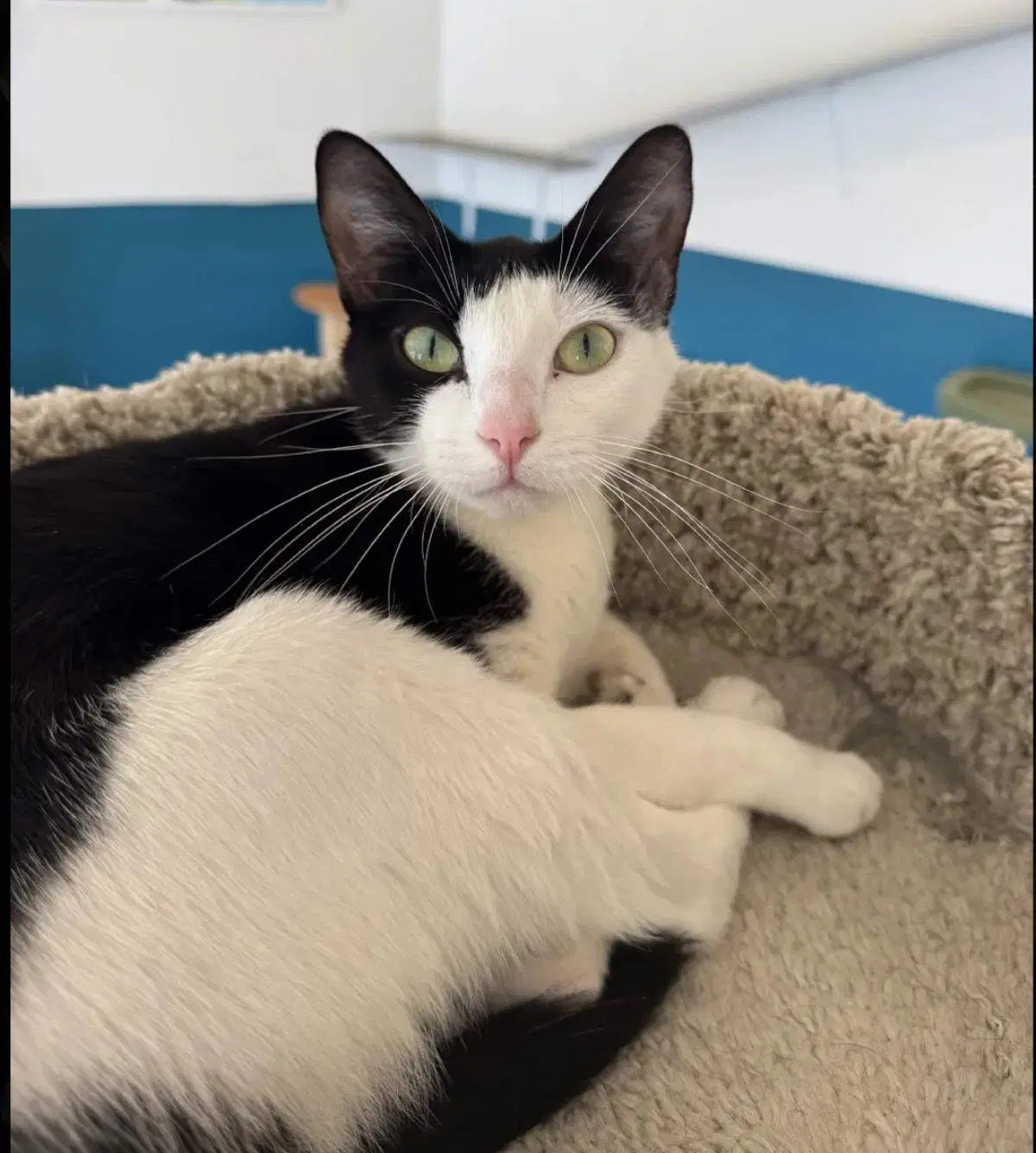 Nova - Domestic Short Hair