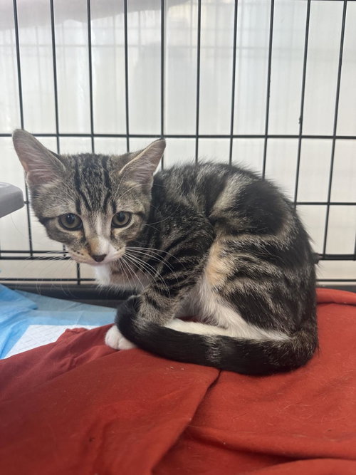 GALAXY - Domestic Short Hair for adoption in San Diego