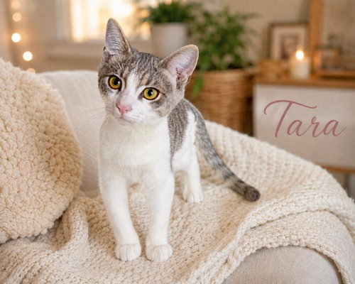 Tara