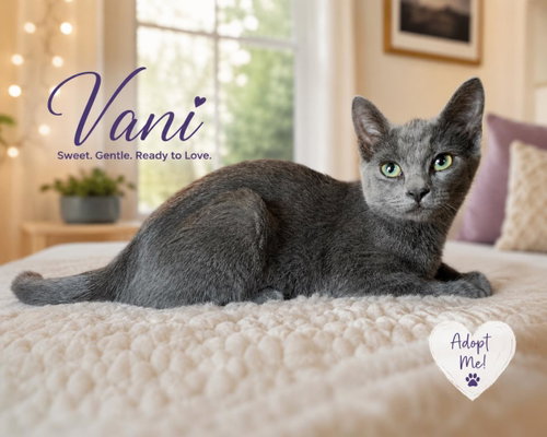 VANI - Russian Blue for adoption in San Diego