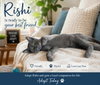 Rishi - Photo 1