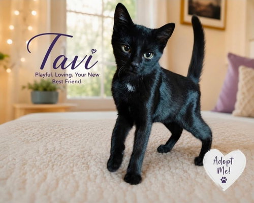 Tavi