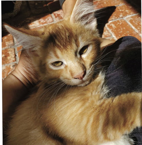 Ginger