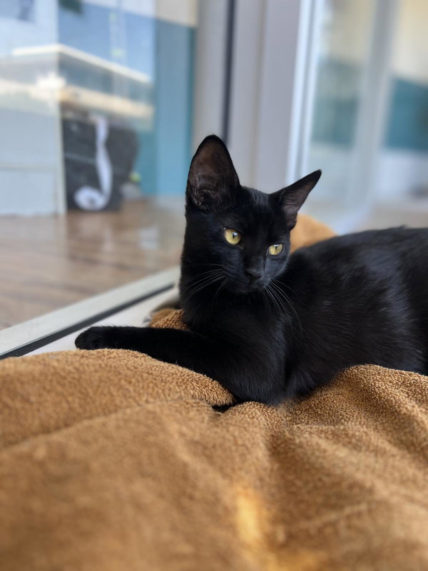 Gigi