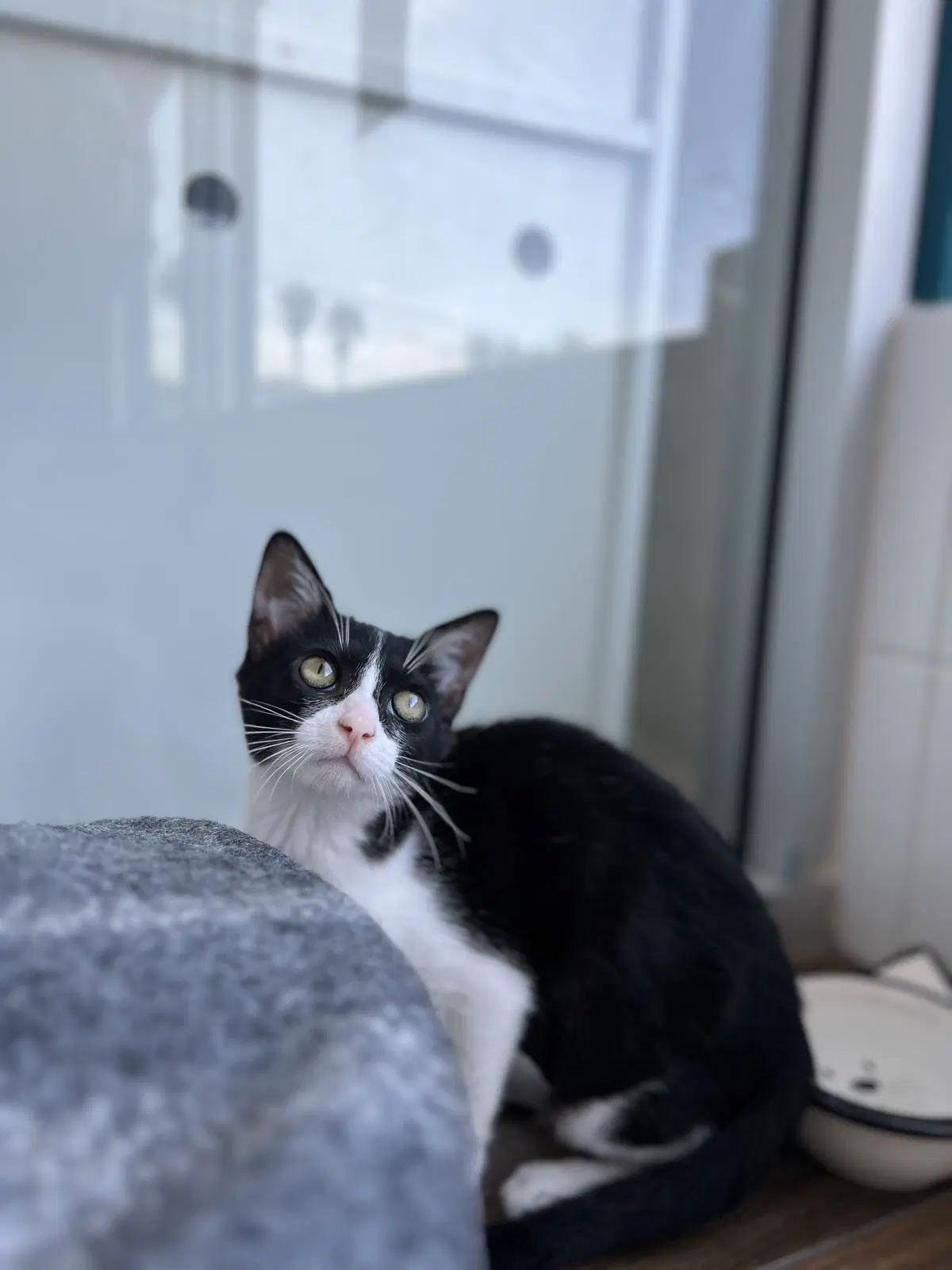 Fruity Pebbles - Domestic Short Hair