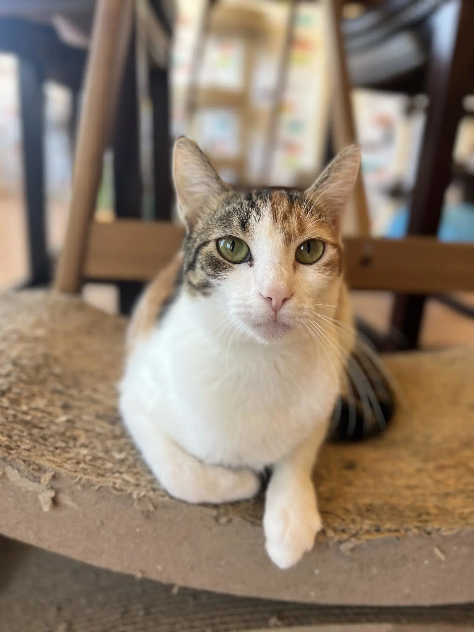 Sophia - Domestic Short Hair